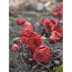 Rabarber 'Timperley Early' Rheum 'Timperley Early' (Drivrabarber) 3,5 Liter Potte