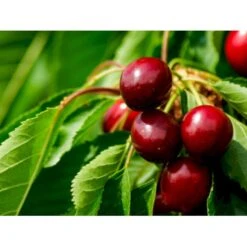 Buskformet Surkirsebær 'Carmine Jewel' Prunus Fruticosa 'Carmine Jewel' 2-5 Grene, 3-4 års. Potte 10 Liter,- 100-140 Cm.