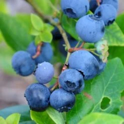 Storfrugtet Blåbær 'Northland' Vaccinium Corymbosum 'Northland' Potte 3 Liter 30-40 Cm.