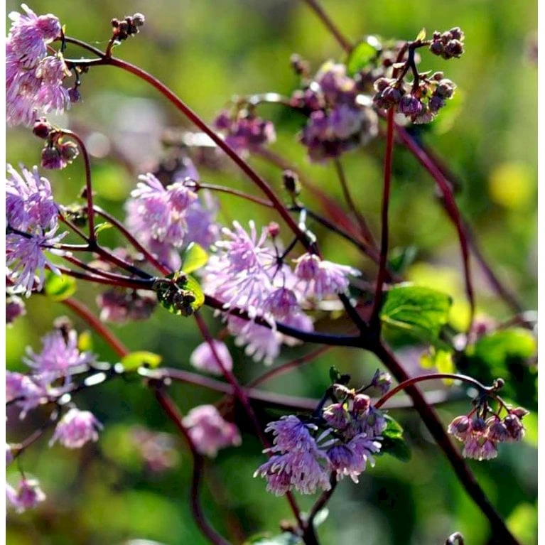 Akeleje Frøstjerne 'Black Stockings' Thalictrum 'Black Stockings' 1 Liter Potte - Billede 3