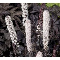 Sølvlys Actaea Simplex 'Chocoholic' 1 Liter Potte