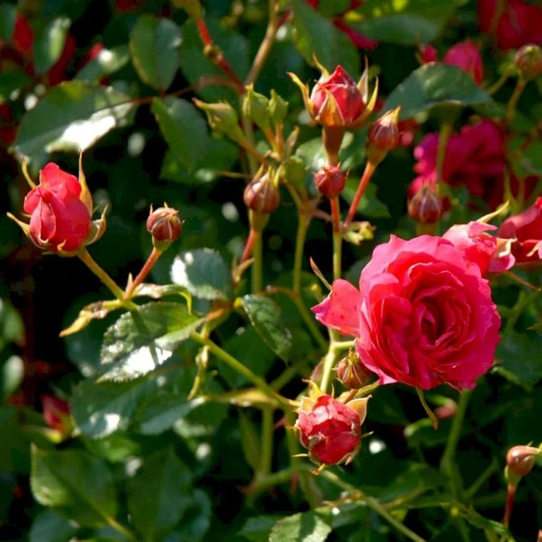 'Viking'® Rosa X 'Viking'® (Bunddækkerose) A-Kvalitet,- Barrods Roser Min. 3 Grene - Billede 4