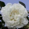 'White Meidiland' Rosa X 'White Meidiland' (Bunddækkerose) A-Kvalitet,- Barrods Roser Min. 3 Grene