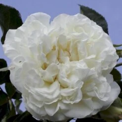 'White Meidiland' Rosa X 'White Meidiland' (Bunddækkerose) A-Kvalitet,- Barrods Roser Min. 3 Grene