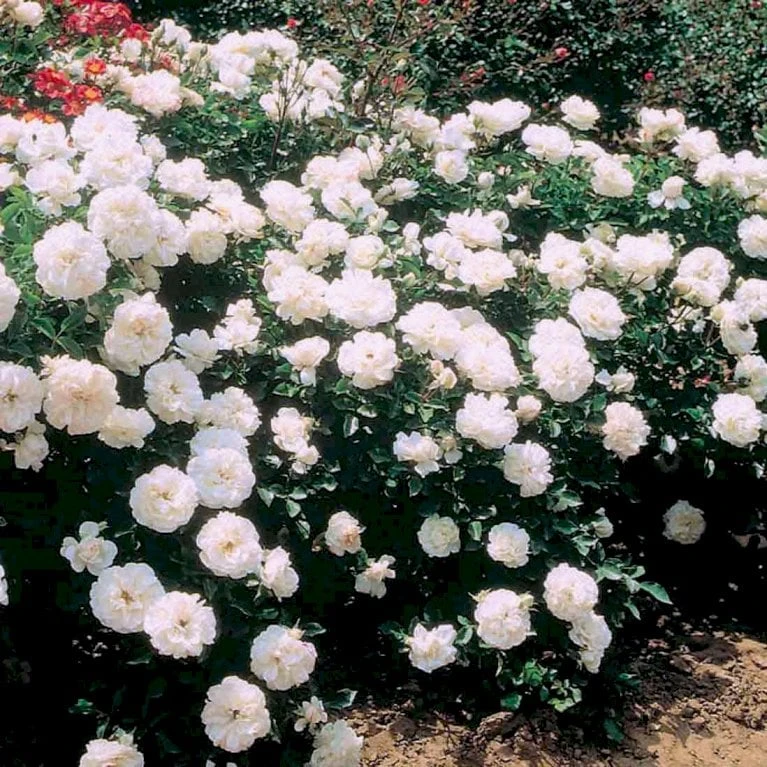 'White Meidiland' Rosa X 'White Meidiland' (Bunddækkerose) A-Kvalitet,- Barrods Roser Min. 3 Grene - Billede 3