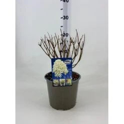 Syrénhortensia 'Skyfall' Hydrangea Paniculata 'Skyfall' Potte 3,0 Liter, 20-30 Cm.