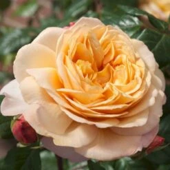 'Capri'® Rosa X 'Capri'® (Storblomstrende) A-Kvalitet,- Barrods Roser Min. 3 Grene