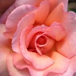 'Cloud Nine' Rosa X 'Cloud Nine' (storblomstrende) A-Kvalitet,- Barrods Roser Min. 3 Grene