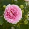 'Joleen™ Renaissance'® Rosa X 'Joleen™ Renaissance'® (Renaissancerose) A-Kvalitet,- Barrods Roser Min. 3 Grene