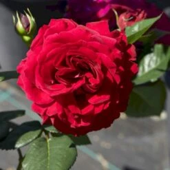 'Katherine™ Renaissance'® Rosa X 'Katherine™ Renaissance'® (Renaissance) A-Kvalitet,- Barrods Roser Min. 3 Grene