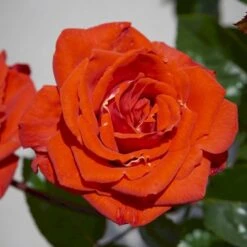 'Odelia™ Renaissance'® (syn. 'Minna'™) Rosa X 'Odelia™ Renaissance'® (Renaissancerose) A-Kvalitet,- Barrods Roser Min. 3 Grene