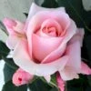 'Sweet Love Forever'™ Rosa X 'Sweet Love Forever'™ (Buketrose) A-Kvalitet,- Barrods Roser Min. 3 Grene