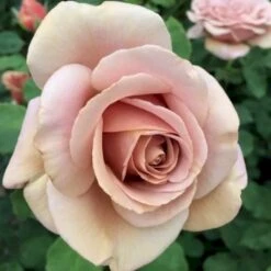 'Koko Loco' Rosa X 'Koko Loco' (Storblomstrende) A-Kvalitet,- Barrods Roser Min. 3 Grene