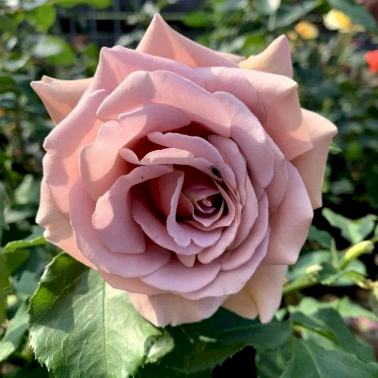 'Koko Loco' Rosa X 'Koko Loco' (Storblomstrende) A-Kvalitet,- Barrods Roser Min. 3 Grene - Billede 3