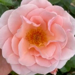 'Royal Estelle'™ Rosa X 'Royal Estelle'™ (Buketrose) A-Kvalitet,- Barrods Roser Min. 3 Grene