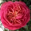 'Loves Me® With Heart And Soul'™ Rosa X 'Loves Me® With Heart And Soul'™ (Buketrose) A-Kvalitet,- Barrods Roser Min. 3 Grene