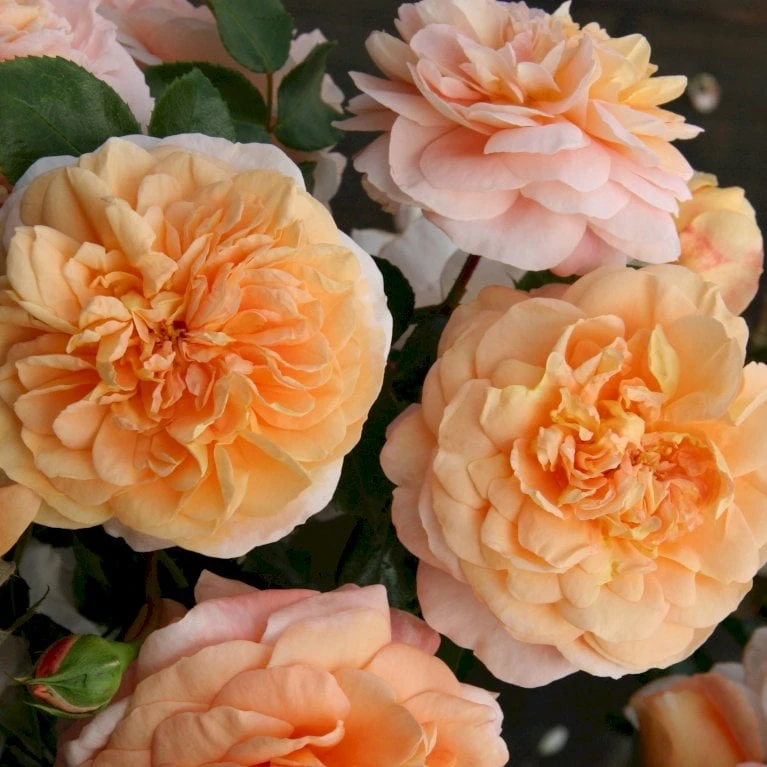 'Sangerhäuser Jubiläumsrose'® Rosa X 'Sangerhäuser Jubiläumsrose'® (Buketrose) A-Kvalitet,- Barrods Roser Min. 3 Grene - Billede 3