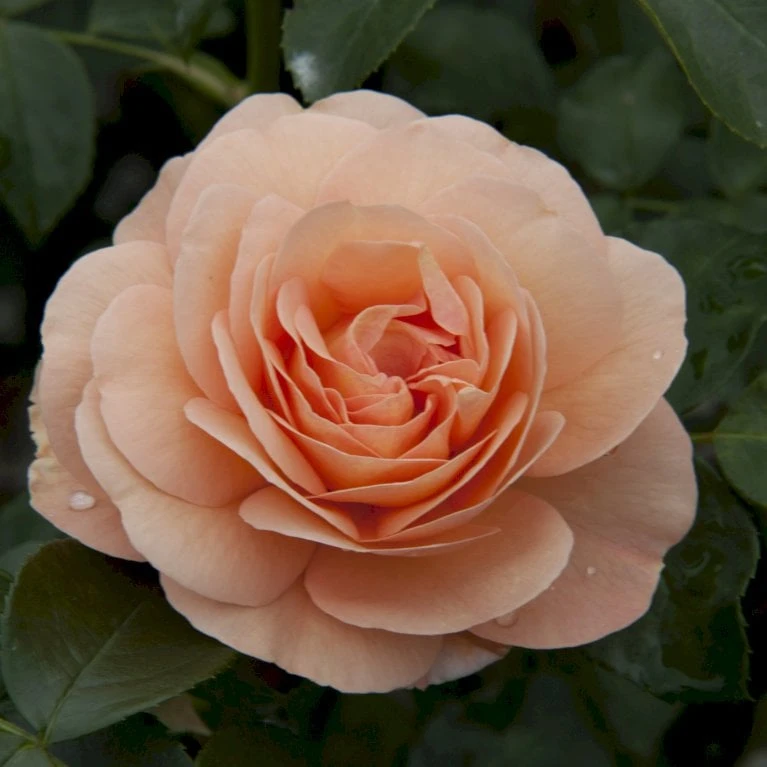 'Sangerhäuser Jubiläumsrose'® Rosa X 'Sangerhäuser Jubiläumsrose'® (Buketrose) A-Kvalitet,- Barrods Roser Min. 3 Grene - Billede 4