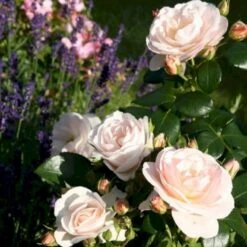'Sirius'® Rosa X 'Sirius'® (Buketrose) A-Kvalitet,- Barrods Roser Min. 3 Grene