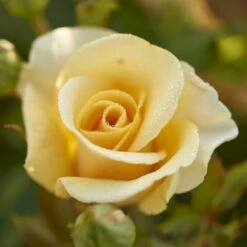 'Gyldensteen'™ Rosa X 'Gyldensteen'™ (Slotsrose) A-Kvalitet,- Barrods Roser Min. 3 Grene