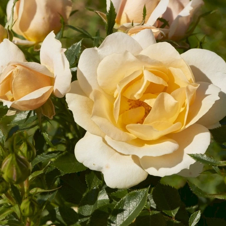 'Amber Cover'® Rosa X 'Amber Cover'® (Bunddækkerose) A-Kvalitet,- Barrods Roser Min. 3 Grene - Billede 4