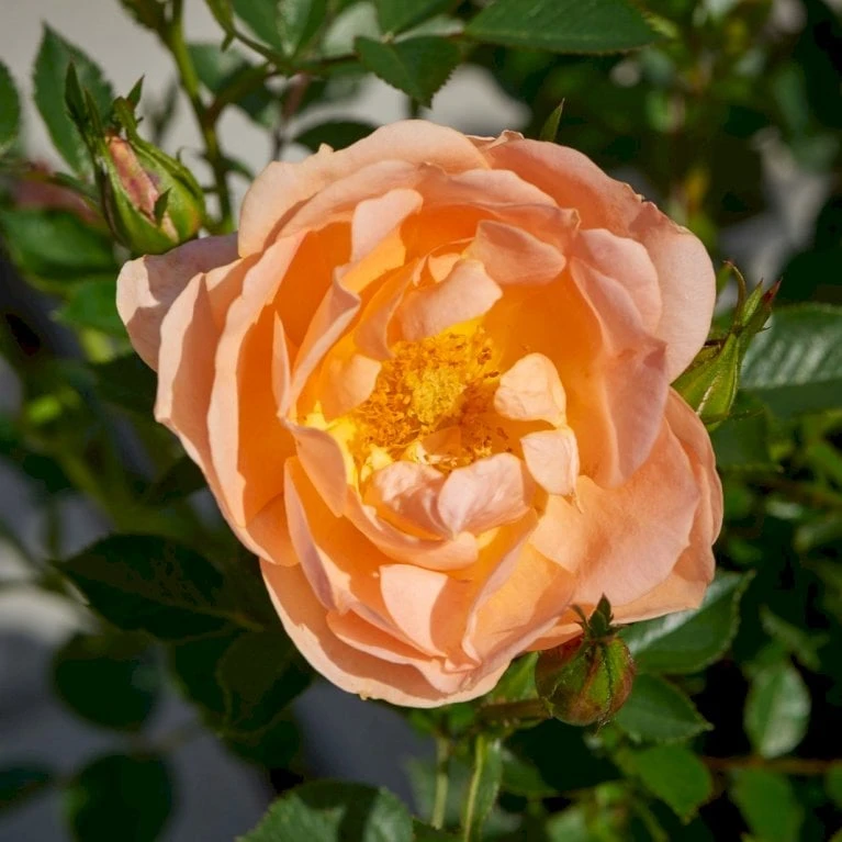 'Amber Cover'® Rosa X 'Amber Cover'® (Bunddækkerose) A-Kvalitet,- Barrods Roser Min. 3 Grene - Billede 5