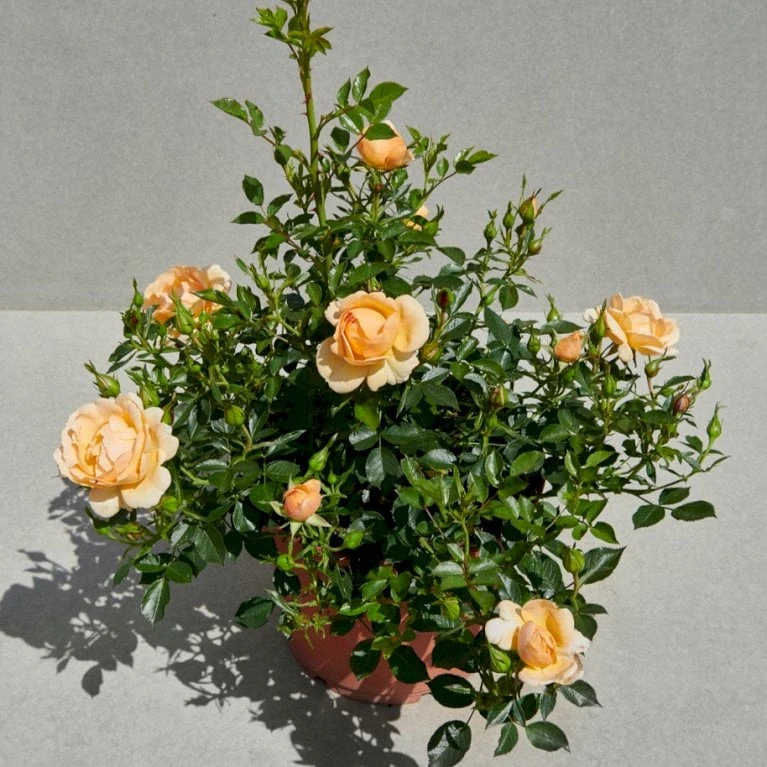 'Amber Cover'® Rosa X 'Amber Cover'® (Bunddækkerose) A-Kvalitet,- Barrods Roser Min. 3 Grene - Billede 6