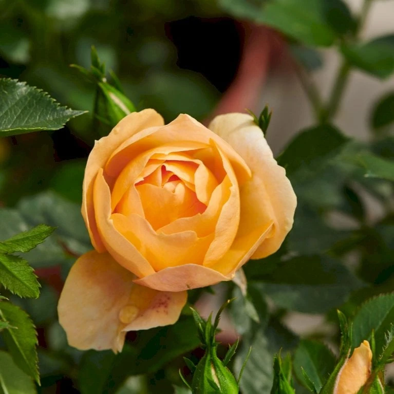 'Amber Cover'® Rosa X 'Amber Cover'® (Bunddækkerose) A-Kvalitet,- Barrods Roser Min. 3 Grene - Billede 7