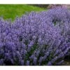 Blåkant 'Purrsian Blue' Nepeta Faassenii 'Purrsian Blue' 1 Liter Potte