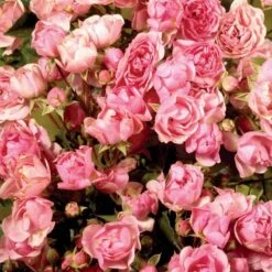 'Bayernland Cover'® Rosa X 'Bayernland Cover'® (Bunddækkerose) A-Kvalitet,- Barrods Roser Min. 3 Grene
