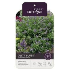 Vitex Agnus-Castus 'Delta Blues' Vitex Agnus-cactus 'Delta Blues' Potte 3,5 Liter,- 30-50 Cm.