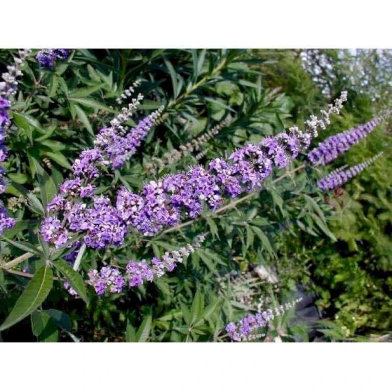 Vitex Agnus-Castus 'Delta Blues' Vitex Agnus-cactus 'Delta Blues' Potte 3,5 Liter,- 30-50 Cm. - Billede 3