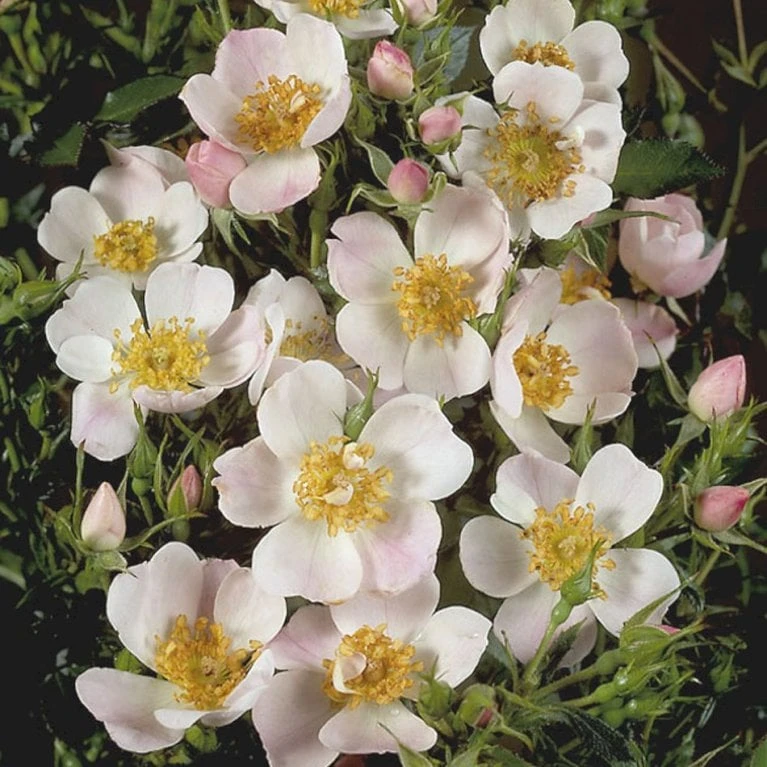 'Butterflies'™ Rosa X 'Butterflies'™ (Bunddækkerose) A-Kvalitet,- Barrods Roser Min. 3 Grene - Billede 3