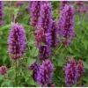 Anisisop 'Blue Boa' Agastache 'Blue Boa' 1 Liter Potte