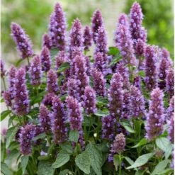 Anisisop 'Beelicious Purple' Agastache 'Beelicious Purple' 1 Liter Potte