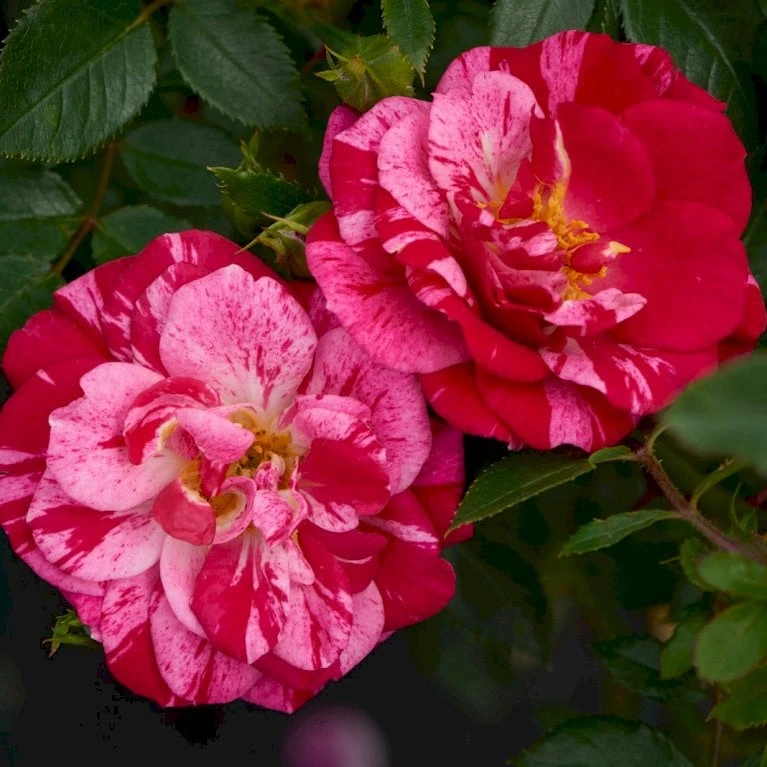 'Candy Cover'® Rosa X 'Candy Cover'® (Bunddækkerose) A-Kvalitet,- Barrods Roser Min. 3 Grene - Billede 3