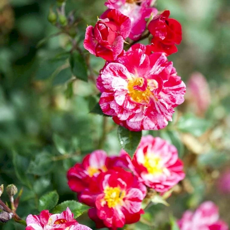 'Candy Cover'® Rosa X 'Candy Cover'® (Bunddækkerose) A-Kvalitet,- Barrods Roser Min. 3 Grene - Billede 4