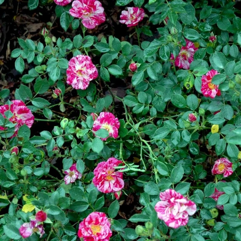 'Candy Cover'® Rosa X 'Candy Cover'® (Bunddækkerose) A-Kvalitet,- Barrods Roser Min. 3 Grene - Billede 5