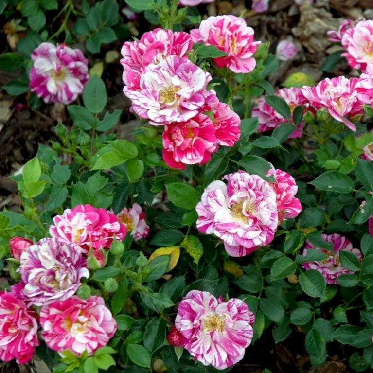'Candy Cover'® Rosa X 'Candy Cover'® (Bunddækkerose) A-Kvalitet,- Barrods Roser Min. 3 Grene - Billede 6