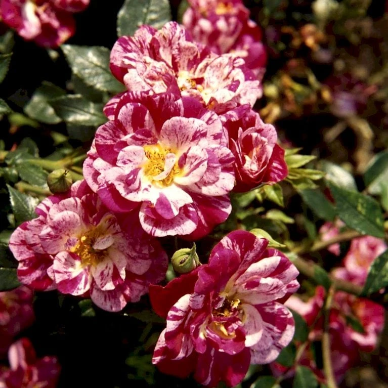 'Candy Cover'® Rosa X 'Candy Cover'® (Bunddækkerose) A-Kvalitet,- Barrods Roser Min. 3 Grene - Billede 7