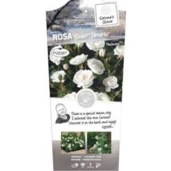 'Snow PatioHit®' Rosa X 'Snow PatioHit®' 3,0 Liter Potte