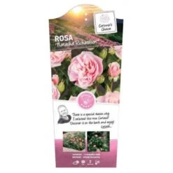'Natasha Richardson' Rosa X 'Natasha Richardson' 5 Liter Potte