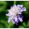 Dueskabiose Scabiosa Columbaria Potte 0,5 Liter