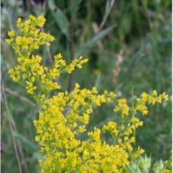 Gul Snerre (Jomfru Marias Sengehalm) Galium Verum 10 Cm Potte