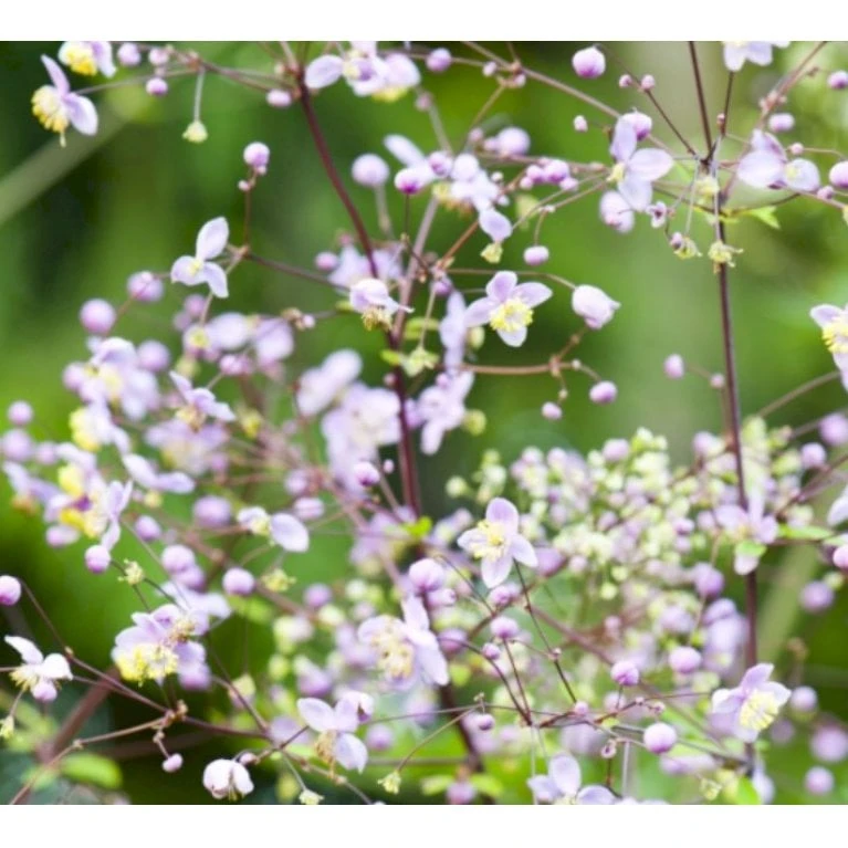 Kæmpe Violfrøstjerne 'Elin' Thalictrum 'Elin' 1 Liter Potte