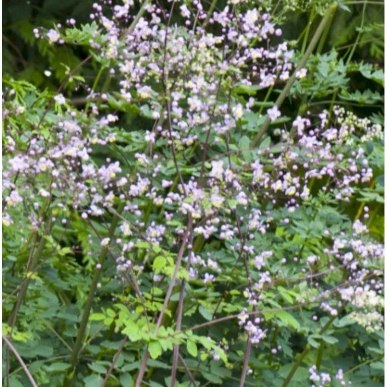 Kæmpe Violfrøstjerne 'Elin' Thalictrum 'Elin' 1 Liter Potte - Billede 3