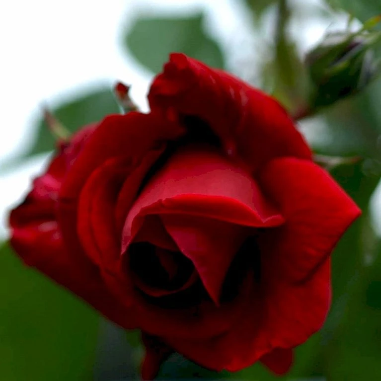 'Sympathie'® Rosa X 'Sympathie'® (Slyngrose) A-Kvalitet,- Barrods Roser Min. 3 Grene - Billede 4