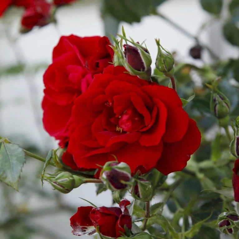 'Sympathie'® Rosa X 'Sympathie'® (Slyngrose) A-Kvalitet,- Barrods Roser Min. 3 Grene - Billede 5