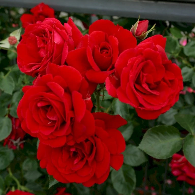 'Sympathie'® Rosa X 'Sympathie'® (Slyngrose) A-Kvalitet,- Barrods Roser Min. 3 Grene - Billede 6