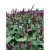 Kertepileurt 'Blackfield' Persicaria Amplexicaulis 'Blackfield' 2 Liter Potte
